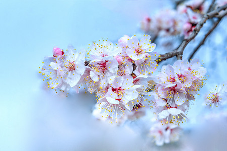 桃花特写上午桃花春季素材摄影图配图