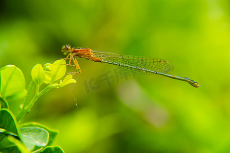 一只美丽的蜻蜓白天户外在植物叶子上停留摄影图配图