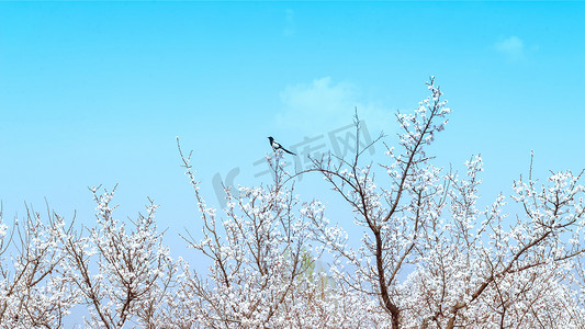 呼和浩特摄影照片_喜鹊桃花上午桃花春季喜鹊摄影图配图