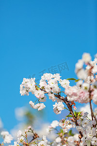 樱花春分花公园赏花摄影图配图