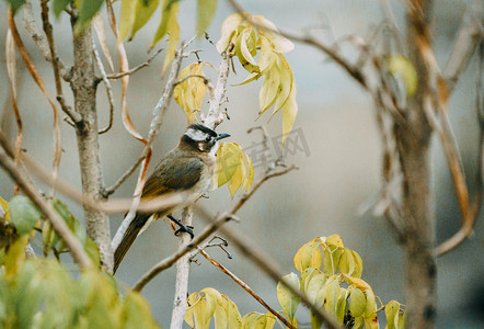 鸟儿欢唱摄影照片_树枝上的小鸟停歇动物鸟儿摄影图配图