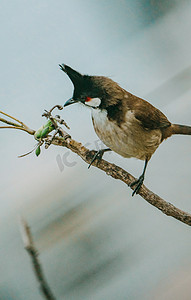 树枝上的鸟儿鸟类动物小鸟摄影图配图