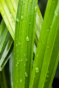 白天户外下雨后绿叶上的露珠摄影图配图