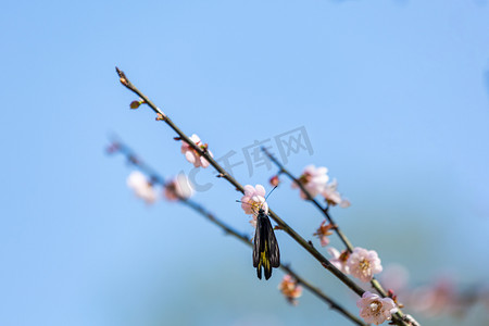 春季蝴蝶摄影照片_梅花春季蝴蝶中山植物园赏花摄影图配图