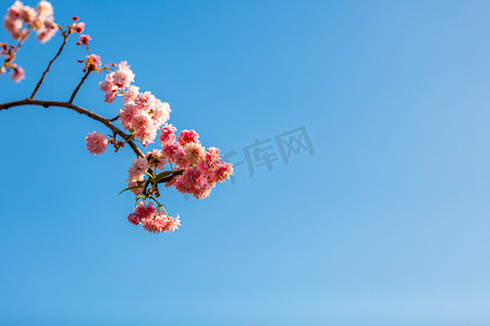 广州樱春天花朵公园赏花摄影图配图