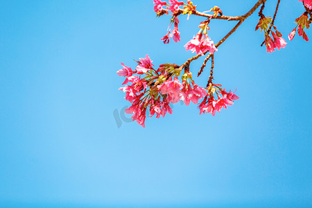 旅游踏青海报摄影照片_广州樱花春花朵公园赏花摄影图配图