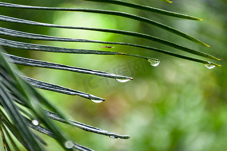 植物叶子上白天户外雨后的露珠摄影图配图