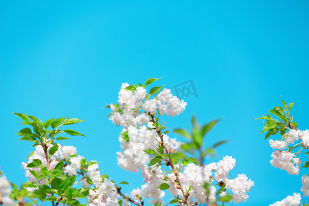 樱花春分花朵公园赏花摄影图配图