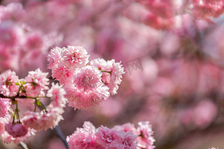 插画背景风景摄影照片_樱花春花朵公园赏花摄影图配图