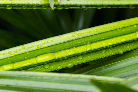 白天户外雨后植物上的露珠摄影图配图