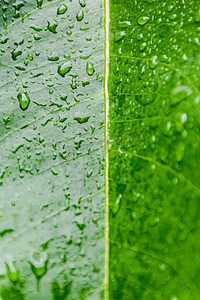 植物上的露珠摄影照片_下雨后白天户外绿叶上的露珠摄影图配图