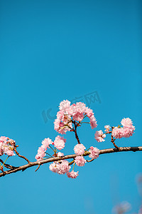 俯视人物赏花摄影照片_樱花春季花朵公园赏花摄影图配图