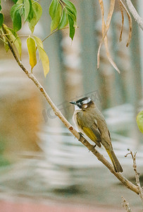 绿树枝摄影照片_鸟儿动物鸟类树枝上停歇摄影图配图