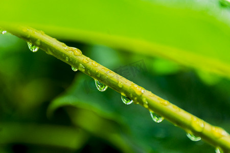 树枝上白天户外雨后的露珠摄影图配图