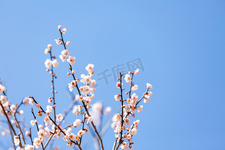 梅花春天春季户外赏花摄影图配图
