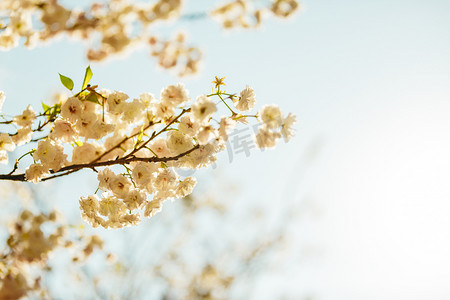 春天樱花春季花季公园赏花摄影图配图