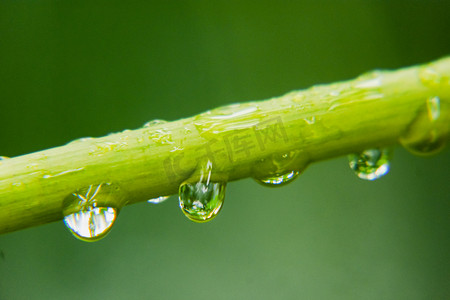 下雨后白天户外树枝上的露珠摄影图配图