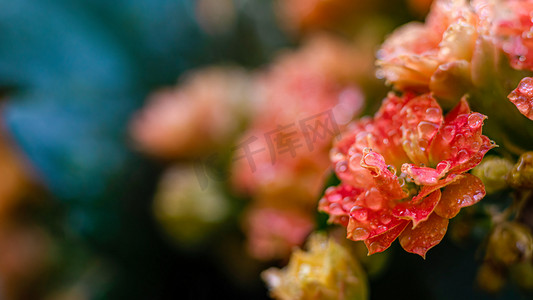 俯视人物赏花摄影照片_雨水春季谷雨花朵赏花摄影图配图