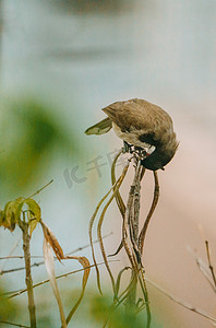 镂空小鸟摄影照片_树枝上的鸟儿小鸟动物停歇摄影图配图
