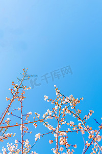 性孔梅花摄影照片_梅花春季花朵公园赏花摄影图配图