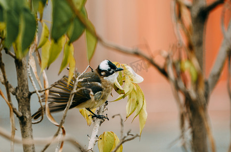 树枝上小鸟摄影照片_树枝上的鸟儿动物鸟类春天摄影图配图