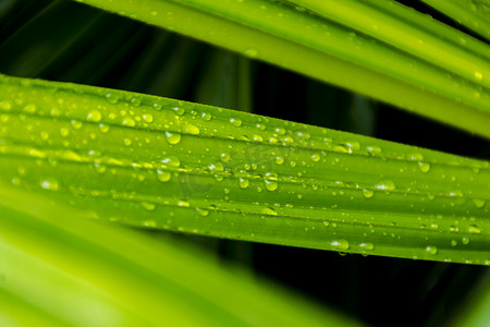 户外白天雨后绿叶上的露珠摄影图配图