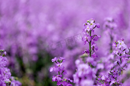春天春季紫罗兰赏花摄影图配图