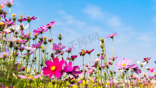 浪漫赏花踏春季摄影照片_波斯菊春天花朵公园赏花摄影图配图