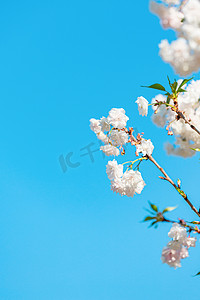 樱花春花季公园赏花摄影图配图