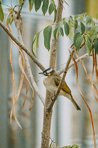动物小鸟树枝上歇息鸟儿摄影图配图