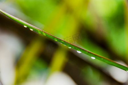户外白天雨后植物叶子上的露珠摄影图配图