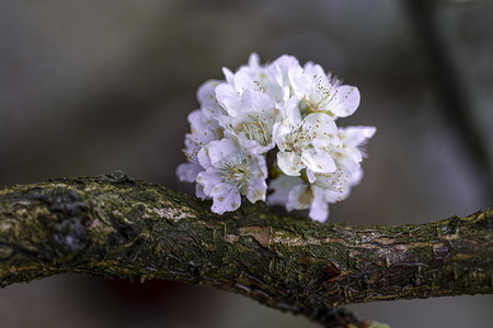 美景特写摄影照片_花朵特写镜头上午花朵室外赏花摄影图配图