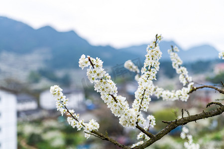 樱花春天景色上午花朵室外赏花摄影图配图