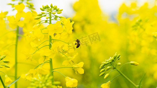 农村春天蜜蜂油菜花采蜜摄影图配图