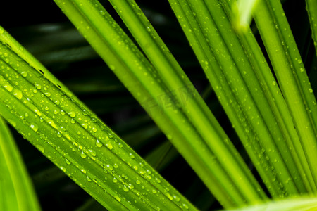 雨后白天户外植物叶子上的露珠摄影图配图