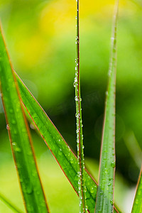 白天户外雨后植物叶子上的露珠摄影图配图