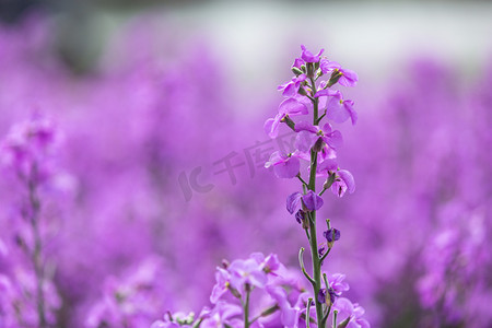 紫色年会邀请函摄影照片_紫罗兰春季花植物园开花摄影图配图