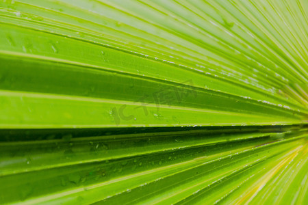 户外白天雨后苍翠的植物绿叶摄影图配图