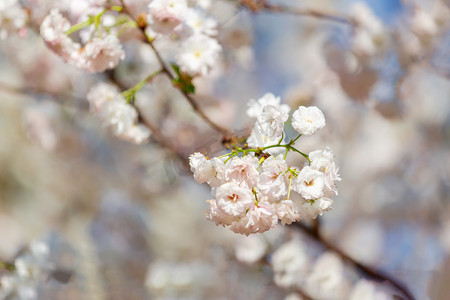 白色樱花摄影照片_白色樱花春天花朵公园开花摄影图配图