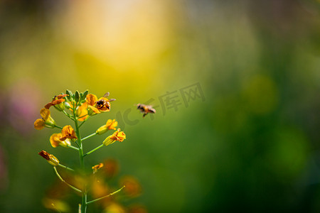油菜花插画摄影照片_油菜花与蜜蜂春天花朵公园赏花摄影图配图