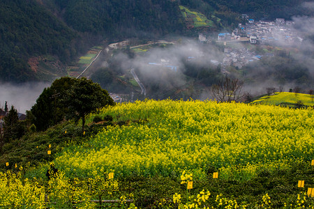 春天春色油菜花早晨春天油菜花户外无摄影图配图