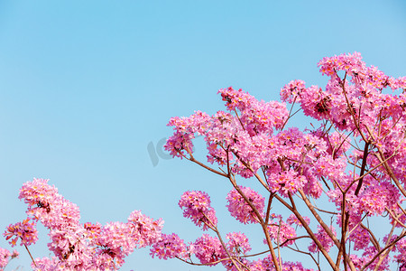 海报紫摄影照片_紫风铃花春季花生态园赏花摄影图配图