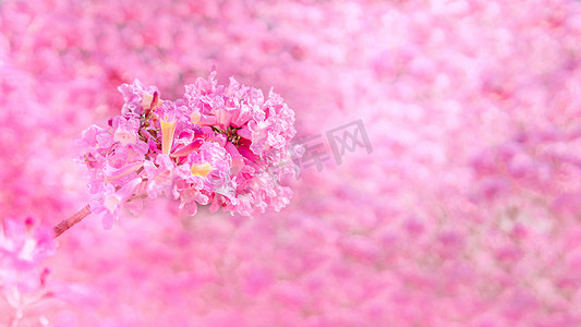 浪漫海报摄影照片_紫色风铃花春天花朵生态园赏花摄影图配图