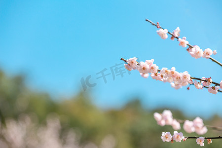 梅花春分公园赏花摄影图配图