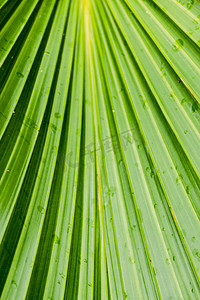 白天户外雨后苍翠的植物绿叶摄影图配图