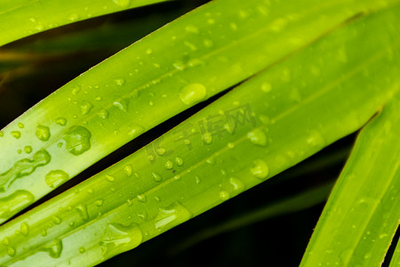 户外白天下雨后植物叶子上的露珠摄影图配图