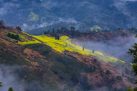 皖南高山油菜花风景早晨高山油菜花户外无摄影图配图