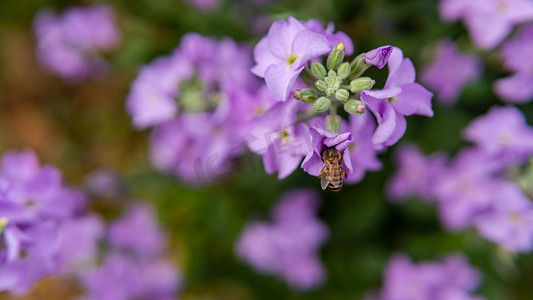 蜜蜂与花春天蜜蜂公园采蜜摄影图配图