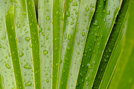 春游的摄影照片_大白天户外雨后植物叶子上的露珠摄影图配图