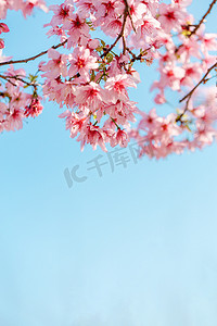 樱花异形广告牌摄影照片_樱花春天立春春分花朵赏花摄影图配图